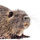 Nutria on white background