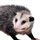 Opossum on white background