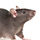 Rat on white background