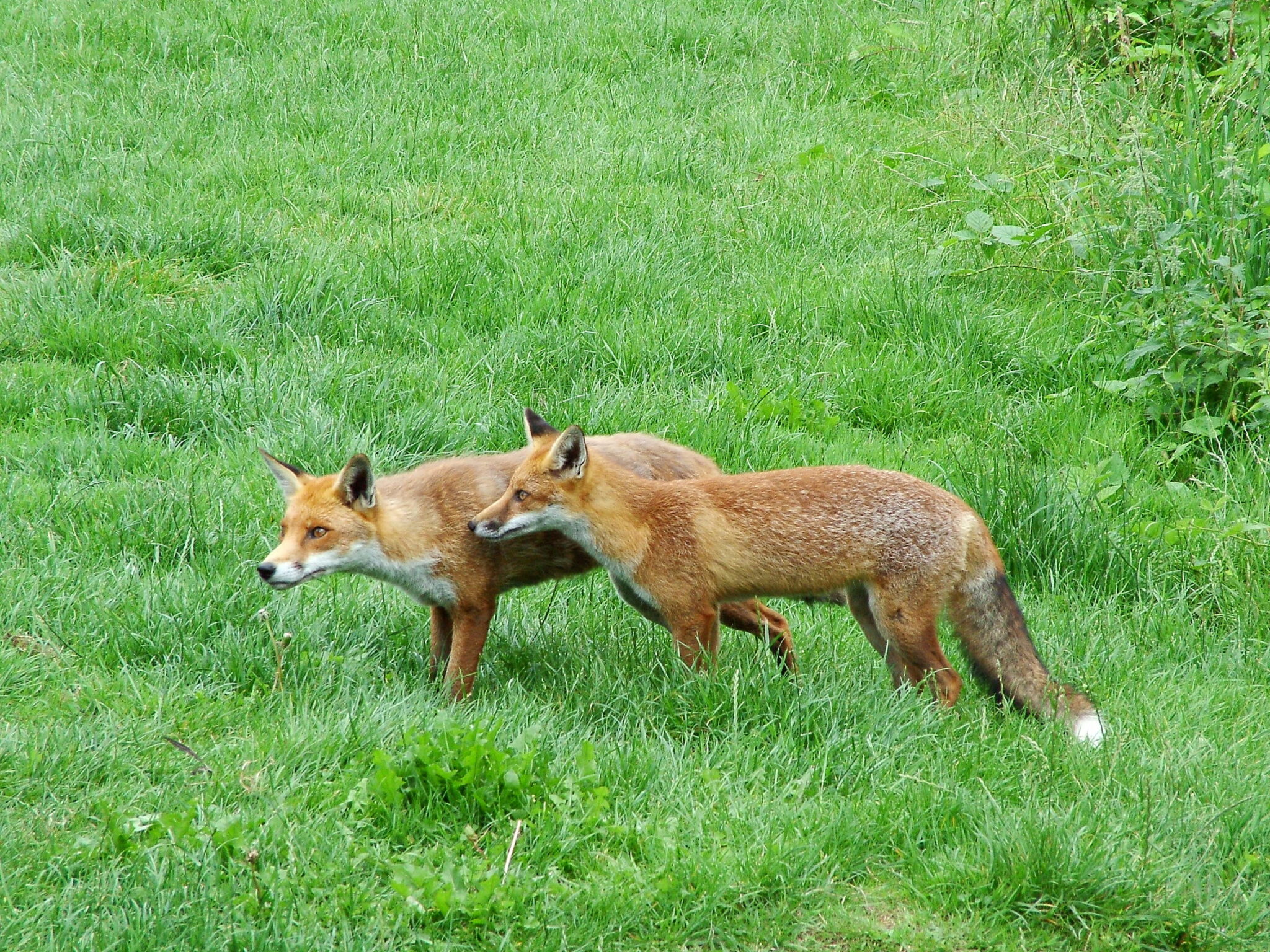 Get Rid of Foxes - Call Now for a Quote!