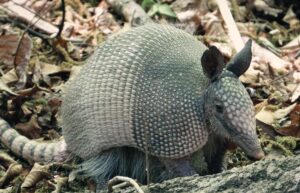 Image of an Armadillo