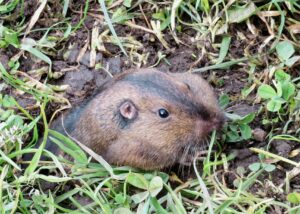 Image of a Gopher