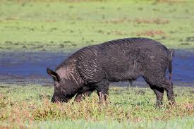 Image of a Wild Hog