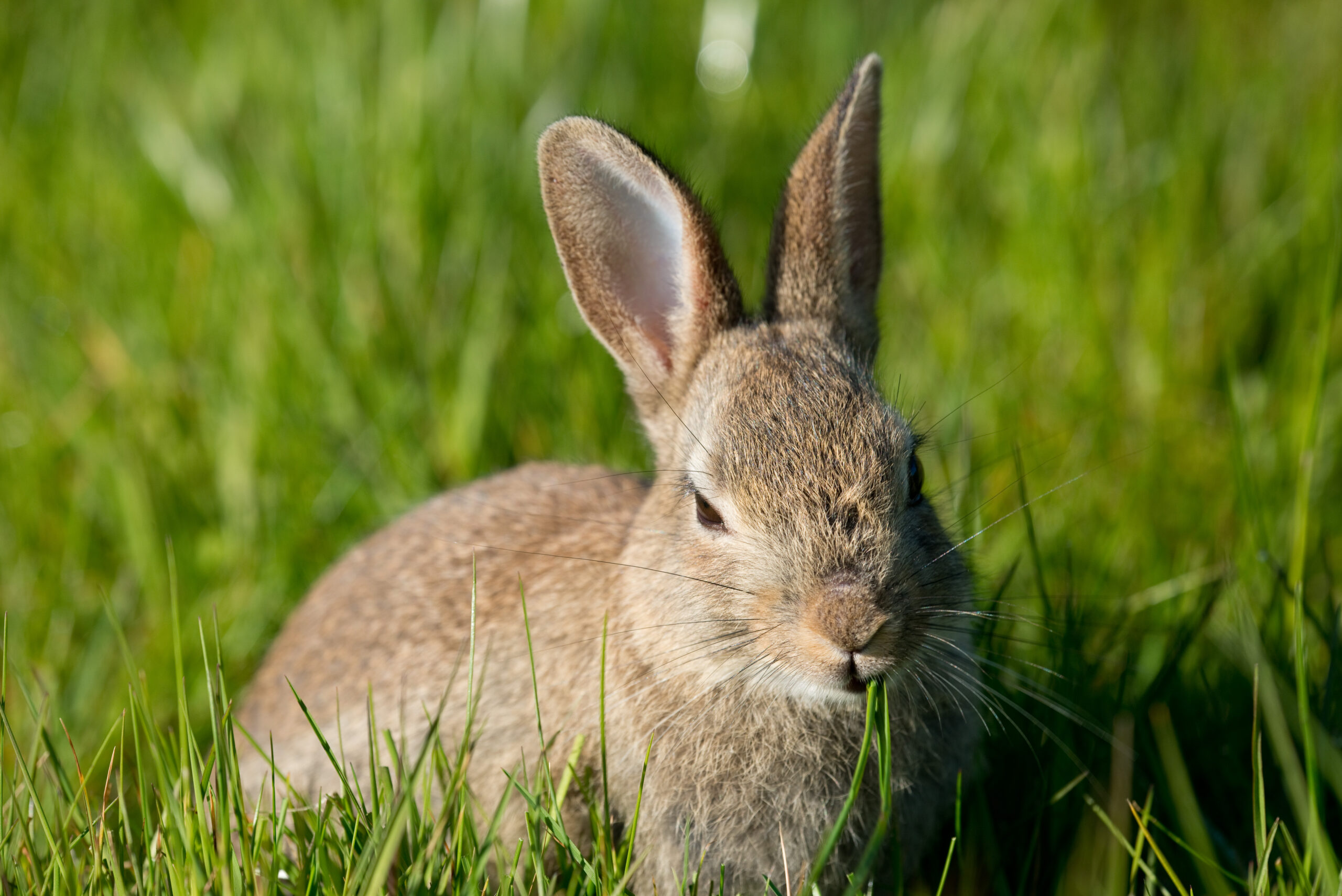 Bir Rabbit Rabbit Control