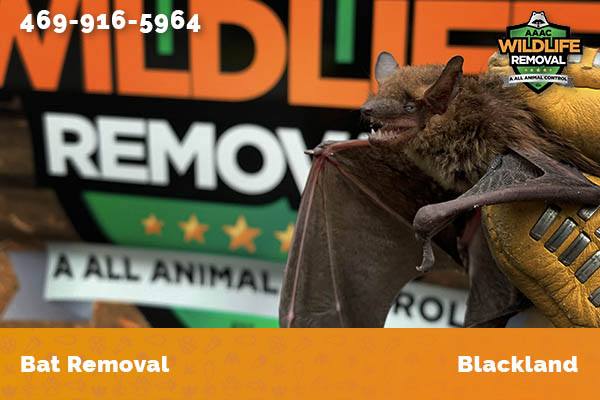 Bat Removal Blackland