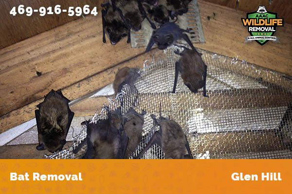 Bat Removal Glen Hill