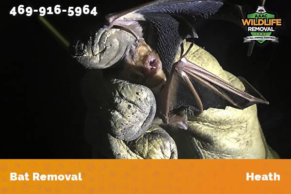 Bat Removal Heath