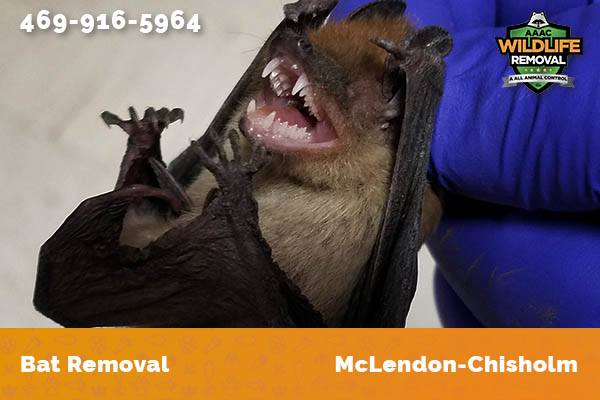 Bat Removal McLendon-Chisholm