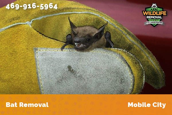 Bat Removal Mobile City