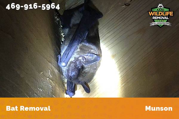 Bat Removal Munson