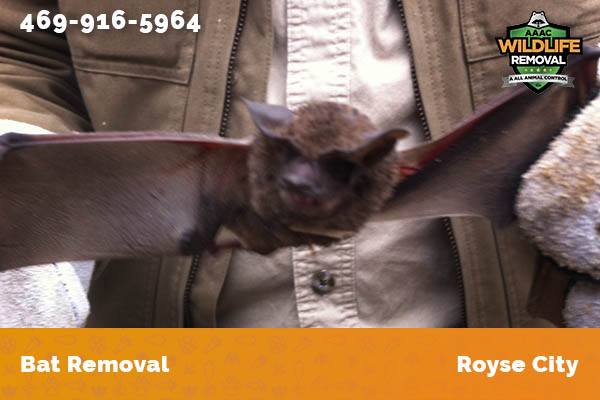 Bat Removal Royse City