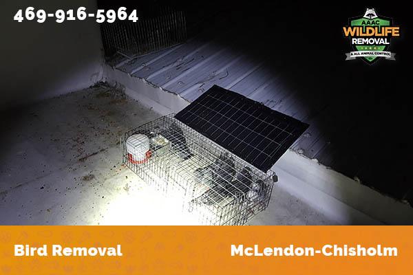 Bird Removal McLendon-Chisholm