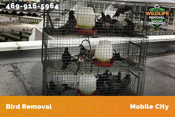 Bird Removal Mobile City