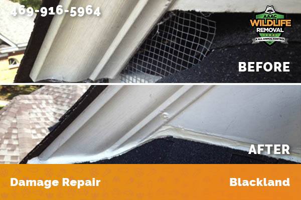 Damage Repair Blackland