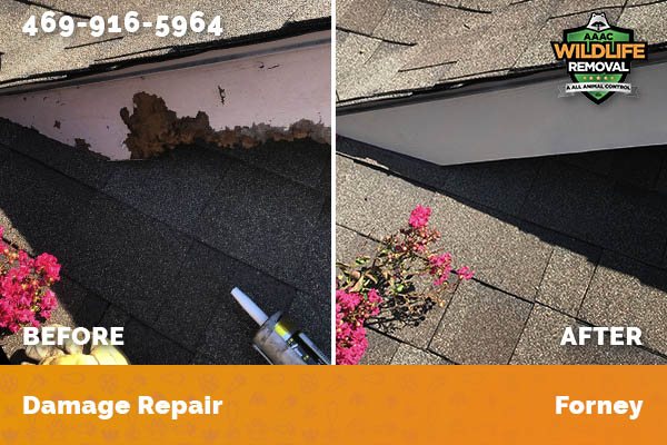 Damage Repair Forney