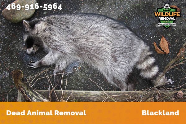 Dead Animal Removal Blackland