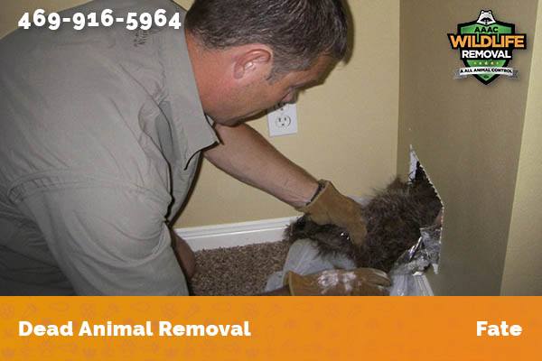 Dead Animal Removal Fate