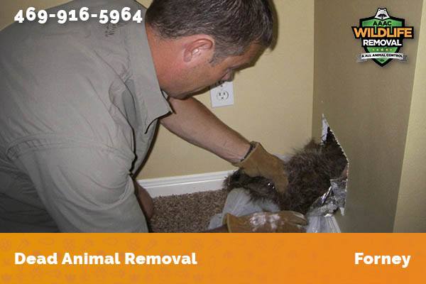 Dead Animal Removal Forney