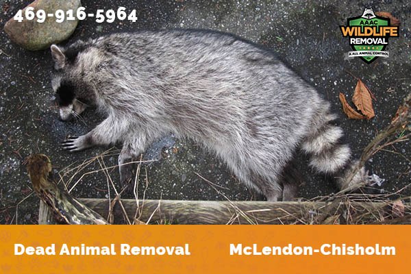 Dead Animal Removal McLendon-Chisholm