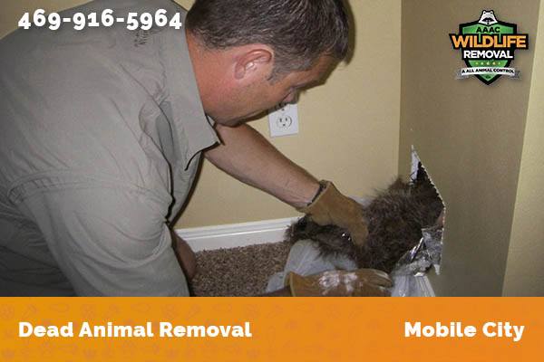 Dead Animal Removal Mobile City