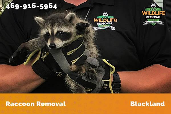 Raccoon Removal Blackland