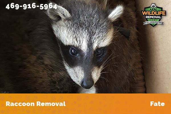 Raccoon Removal Fate