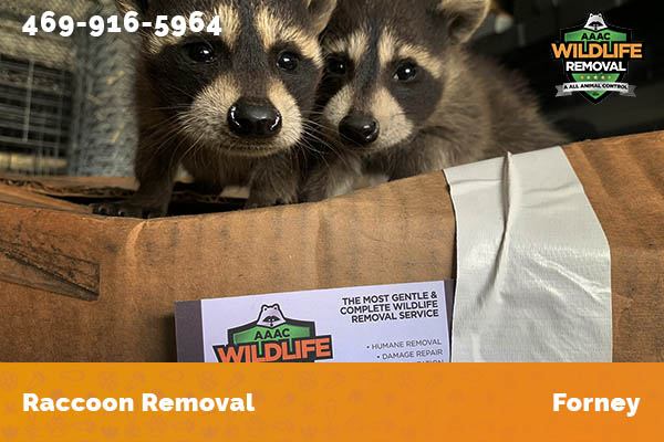 Raccoon Removal Forney