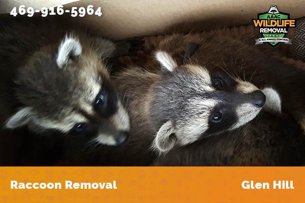 Raccoon Removal Glen Hill