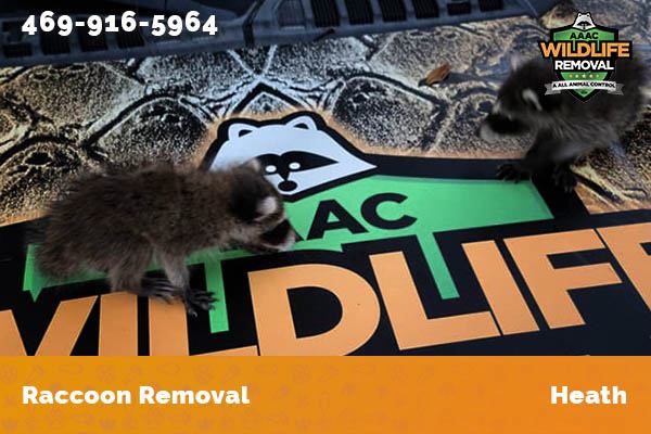 Raccoon Removal Heath