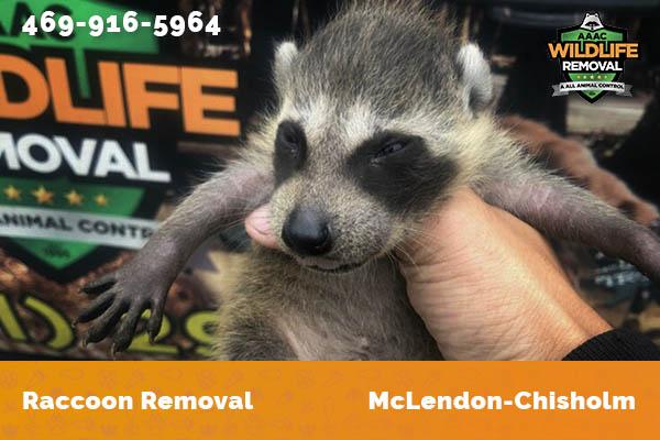 Raccoon Removal McLendon-Chisholm