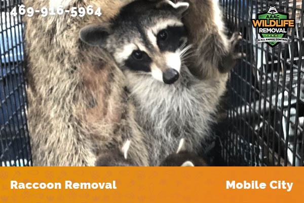 Raccoon Removal Mobile City