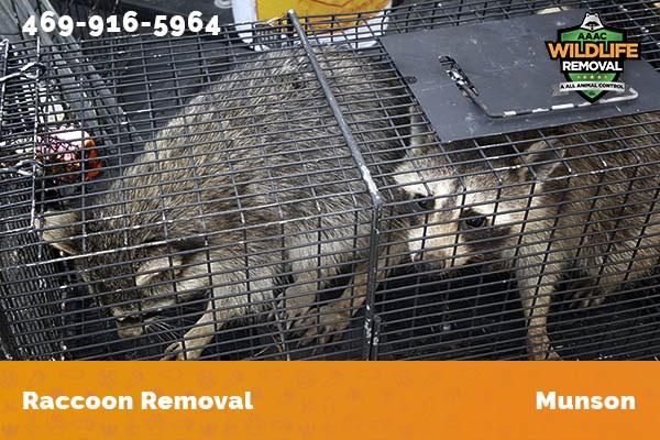 Raccoon Removal Munson