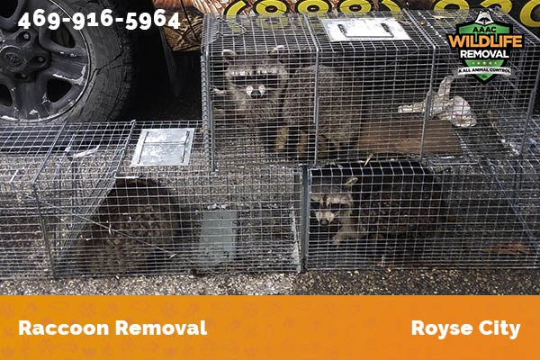 Raccoon Removal Royse City