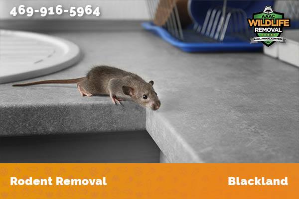 Rodent Removal Blackland