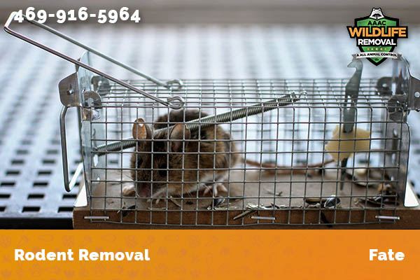 Rodent Removal Fate