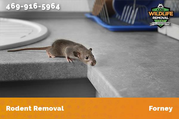 Rodent Removal Forney