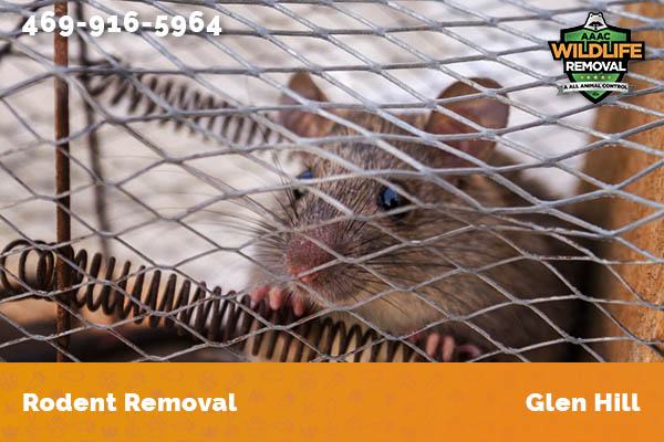 Rodent Removal Glen Hill