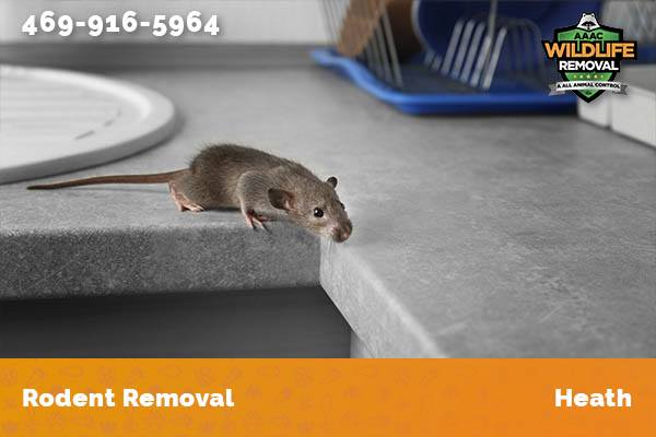 Rodent Removal Heath