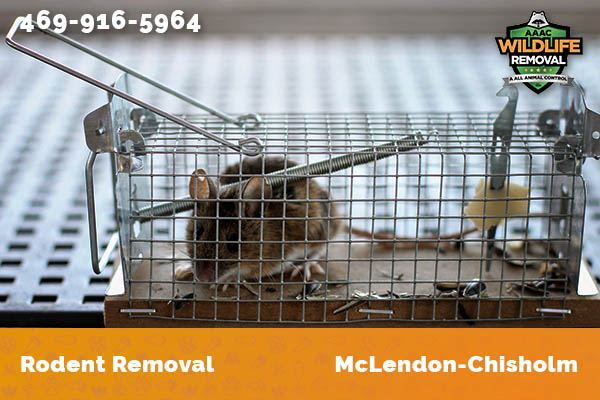 Rodent Removal McLendon-Chisholm