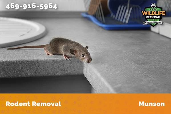 Rodent Removal Munson