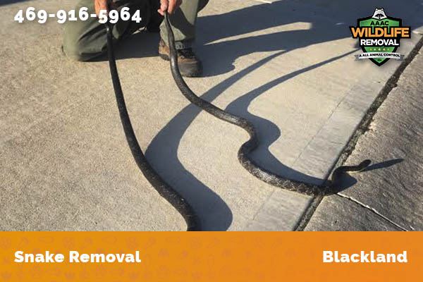 Snake Removal Blackland