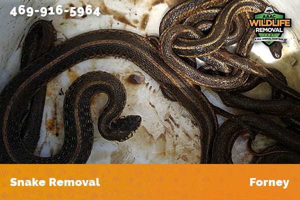 Snake Removal Forney