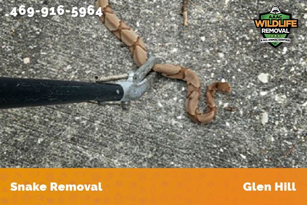 Snake Removal Glen Hill