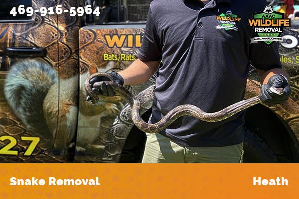 Snake Removal Heath