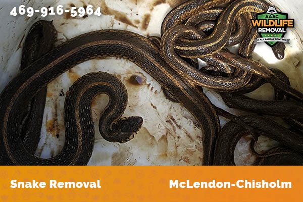 Snake Removal McLendon-Chisholm