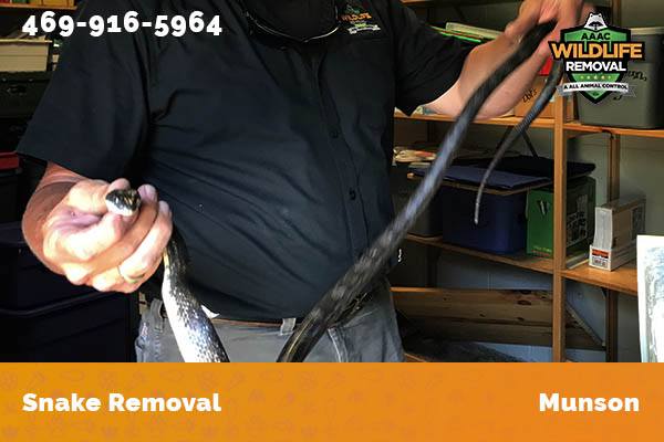 Snake Removal Munson