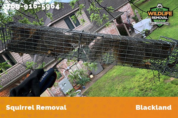 Squirrel Removal Blackland