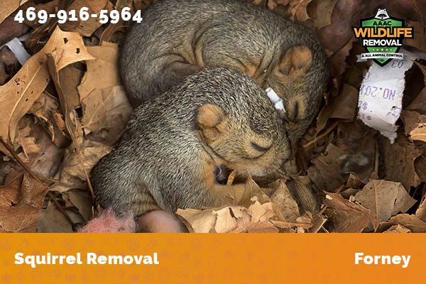 Squirrel Removal Forney