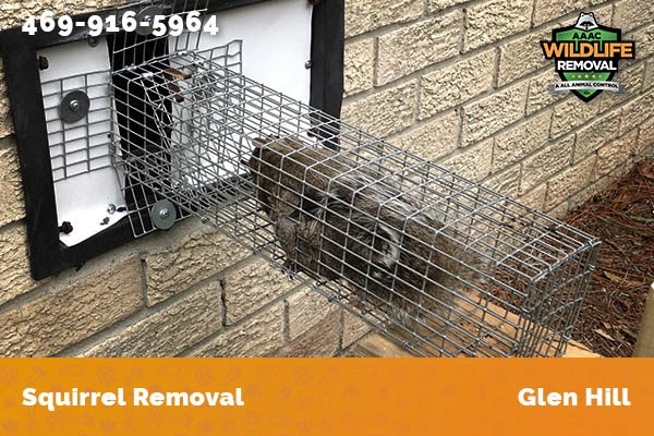 Squirrel Removal Glen Hill