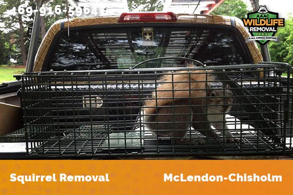 Squirrel Removal McLendon-Chisholm